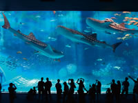 Ocean Expo Park, Okinawa Churaumi Aquarium